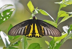 Troides helena