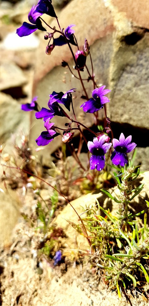 Nemesia chrysolopha