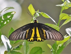 Troides helena