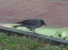 Corvus cornix × corone