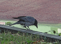 Corvus cornix × corone