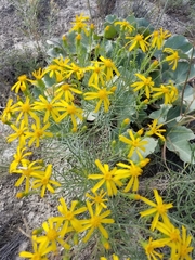 Senecio warnockii