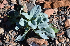 Mertensia simplicissima