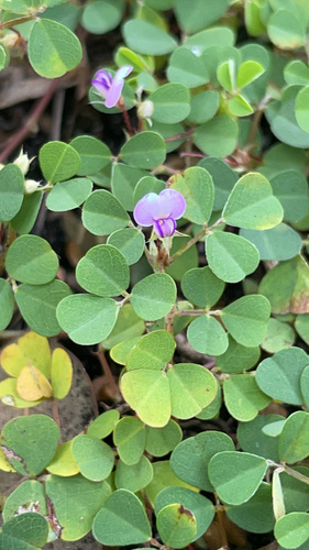 Grona triflora