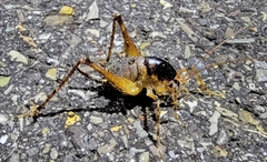 Diestrammena unicolor