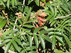 Melianthus