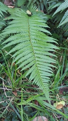 Dryopteris affinis