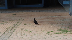 Columba livia domestica