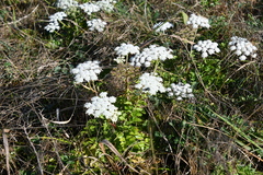 Kitagawia terebinthacea