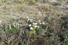 Kitagawia terebinthacea