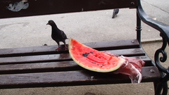 Columba livia domestica