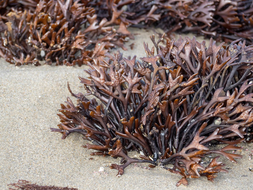 Ahnfeltiopsis linearis