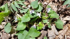 Viola canadensis