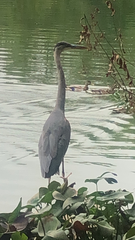 Ardea herodias