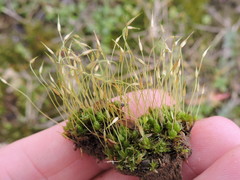Funaria hygrometrica