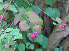 Symphoricarpos × chenaultii