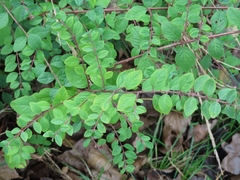 Symphoricarpos × chenaultii