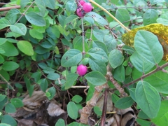 Symphoricarpos × chenaultii