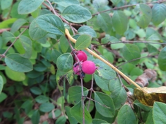 Symphoricarpos × chenaultii