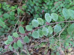 Symphoricarpos × chenaultii