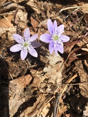 Hepatica