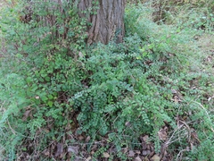 Symphoricarpos × chenaultii