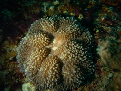 Lobophyllia flabelliformis