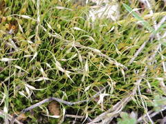 Funaria hygrometrica