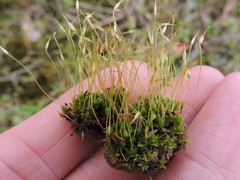 Funaria hygrometrica