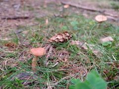 Lactarius lacunarum