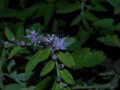 Lepidaploa arborescens