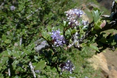Ceanothus confusus