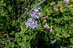 Ceanothus confusus