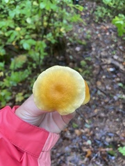 Cortinarius lewisii