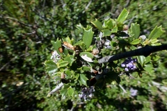 Ceanothus confusus