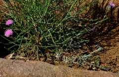 Bolandia pinnatifida