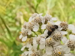 Variimorda villosa