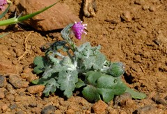 Bolandia pinnatifida