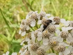 Variimorda villosa
