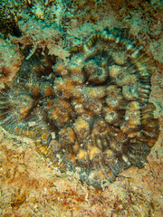Echinophyllia