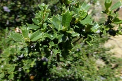 Ceanothus confusus