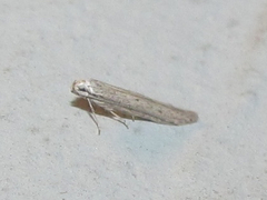 Haplochrois bipunctella
