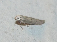 Haplochrois bipunctella