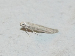Haplochrois bipunctella