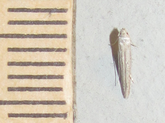 Haplochrois bipunctella