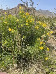 Tecoma stans angustata