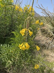 Tecoma stans angustata