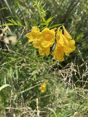 Tecoma stans angustata