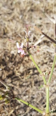 Pelargonium dolomiticum