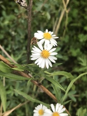 Symphyotrichum lanceolatum